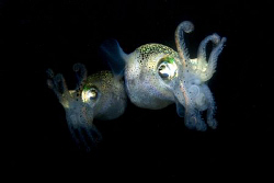 Squid side by side in a defensive posture. Photographed d... by Cal Mero 